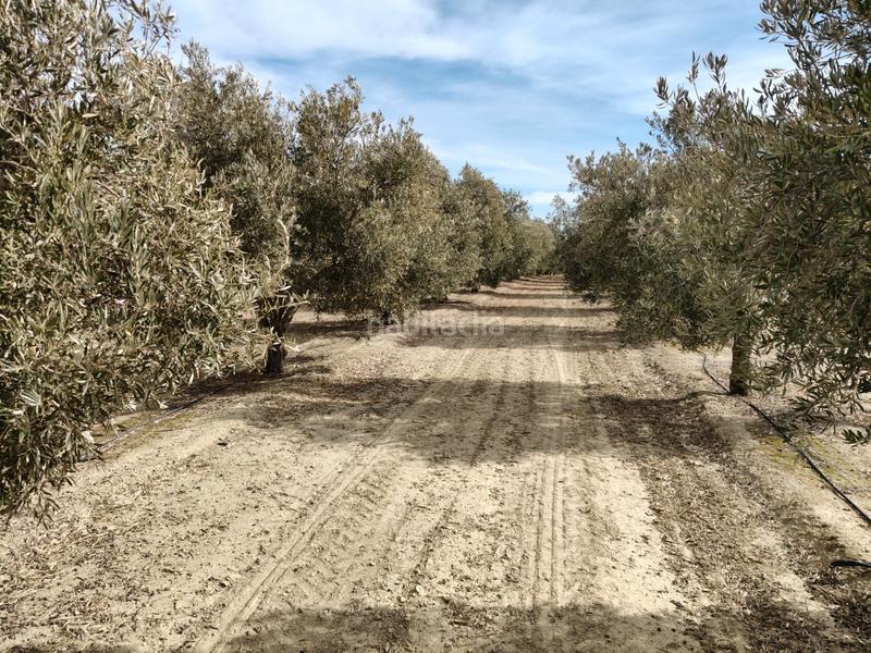 Foto 07d70685-eb51-43d5-b25d-518256430ba0. Finca rústica a n/a a Caniles