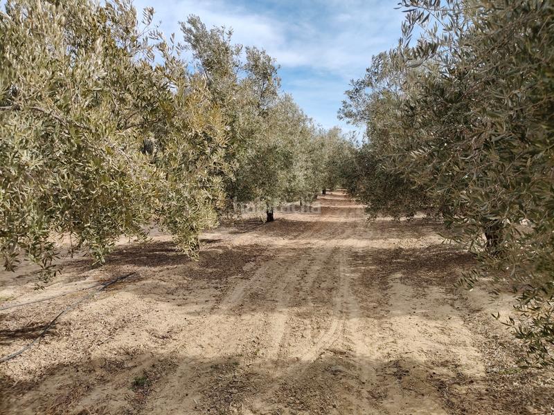 Foto 193275b7-562c-4cd0-8f93-98eef0897bd3. Finca rústica a n/a a Caniles