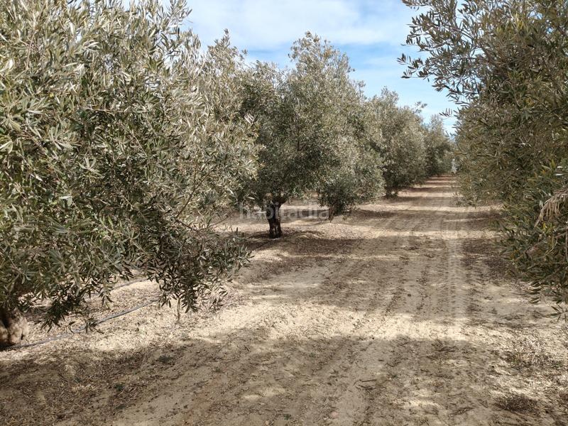 Foto 1ded8005-4ab6-4fee-810b-8e190f697d16. Finca rústica a n/a a Caniles