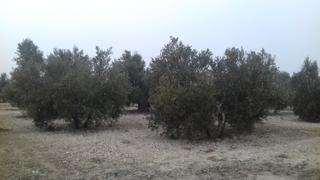 Finca rústica a N/a. Olivos en producccion