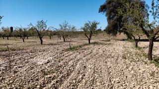 Finca rústica  Calle carretera de almontaras 58. Almedros en las almontaras