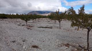Finca rústica  N/a. Almendros y olivos