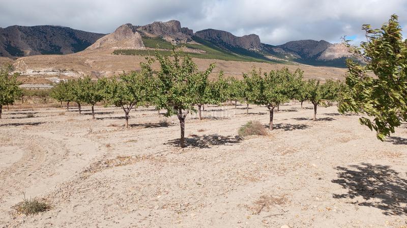 Foto b2b95724-d9a3-4203-b0d9-88184072065f. Landgut in n/a in Baza