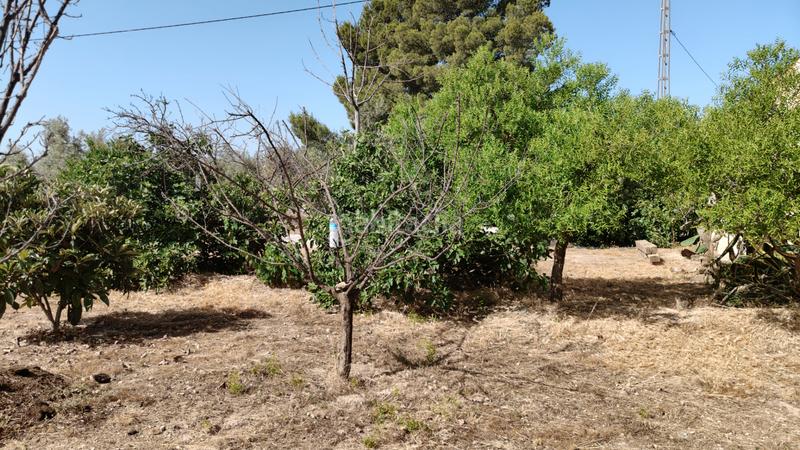 Foto a114ce98-75c7-460f-99a2-a204410bc071. Chalet en camino san tizo 1s nave con olivos en Baza