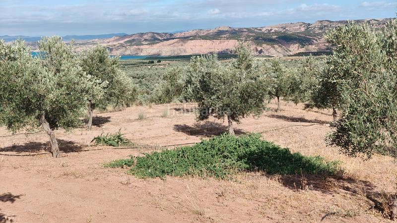 Foto 24a742e9-72e6-475f-ba0d-a7fdfa1ebdf1. Chalet en n/a nave con olivos en Zújar
