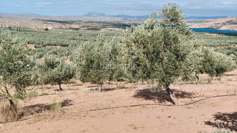 Foto 82914fc8-10f2-4883-a865-0ecedab67ac7. Chalet en n/a nave con olivos en Zújar