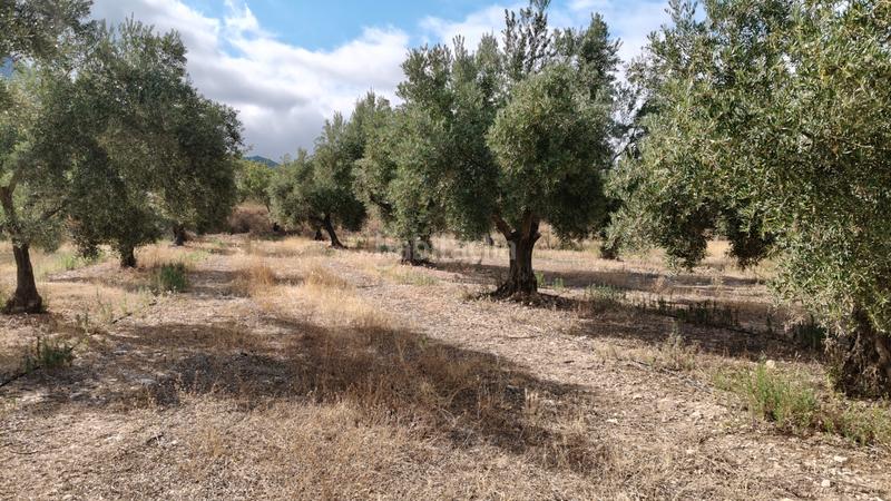 Foto 98161ce4-b8bc-48c5-a57f-ad8304cb76a4. Chalet en n/a nave con olivos en Zújar