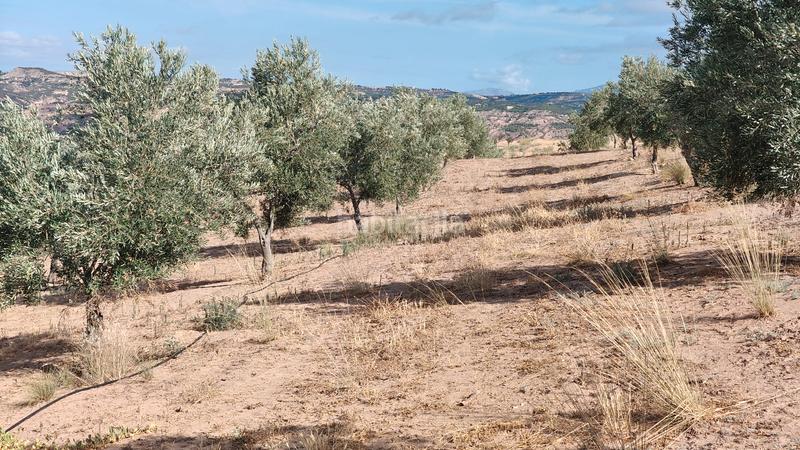 Foto e7388e2b-8632-49ee-a512-472b144166e1. Chalet en n/a nave con olivos en Zújar