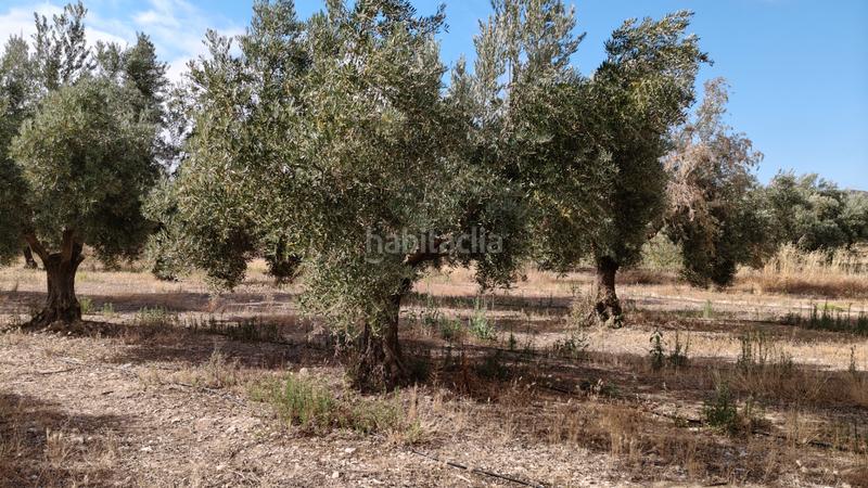 Foto f8eb4514-cc54-4dc7-a2dd-2bbd103587a5. Chalet en n/a nave con olivos en Zújar