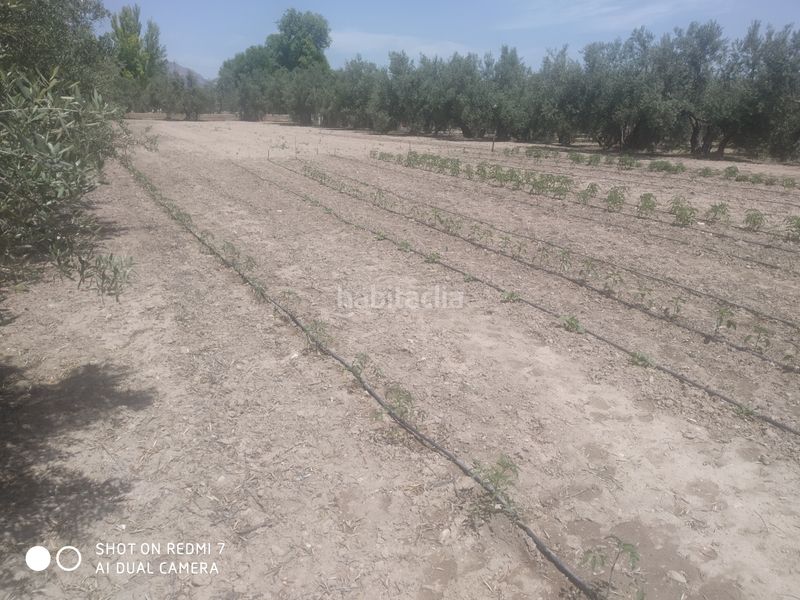 Foto ad4adfe2-a124-4140-b63f-5b2bc132daa1. Xalet a Baza