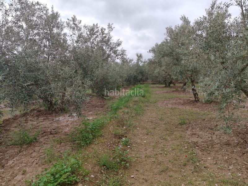 Foto 096ee06b-7812-49e1-8335-bbabb9202949. Finca rústica a Baza