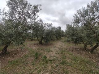 Fondo rustico  Carretera de caniles. Olivos con riego de zalema