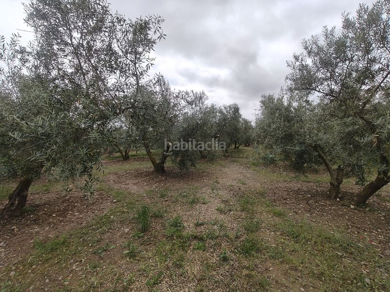 Foto f23b45c2-2920-4b31-a308-0f2b60a5daf5. Finca rústica a Baza