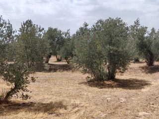 Finca rústica  Camino las cuatro piedras. 250 olivos en pacha