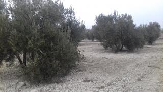 Finca rústica  N/a. 280 olivos