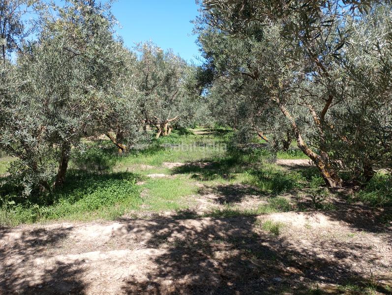 Foto 1297e93a-d15b-4037-b63f-94ba06793a25. Finca rústica olivos riego fuentezuelas en Baza