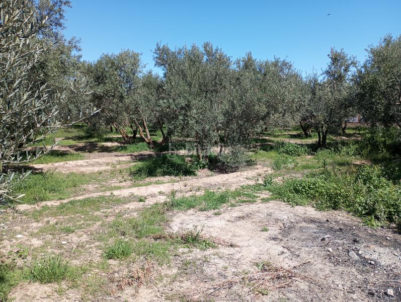 Foto 207a839a-01e5-42b5-b3f7-4fb3aff38f69. Finca rústica olivos riego fuentezuelas en Baza