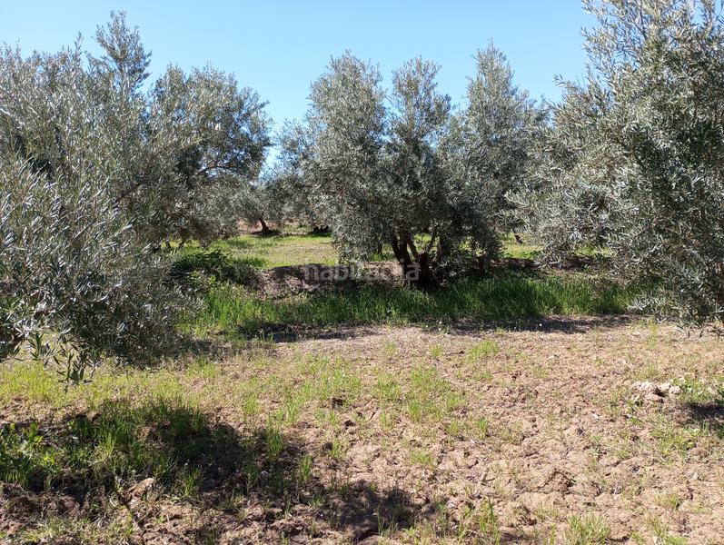 Foto 2dbd81b9-0054-409b-98e6-e3fd1b50542c. Finca rústica olivos riego fuentezuelas en Baza