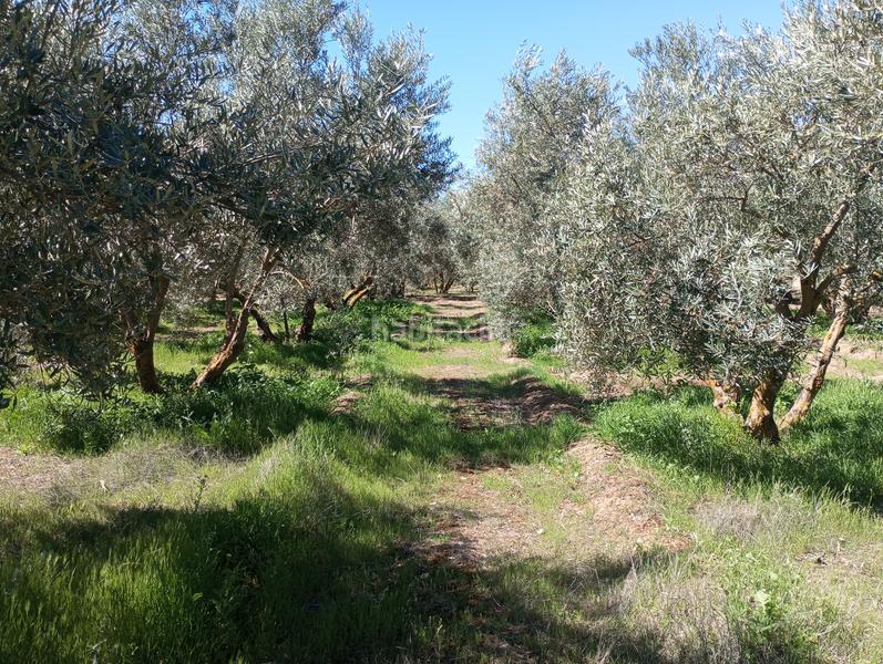 Foto 2fe2658b-a446-401b-b00f-49142de23d42. Finca rústica olivos riego fuentezuelas en Baza
