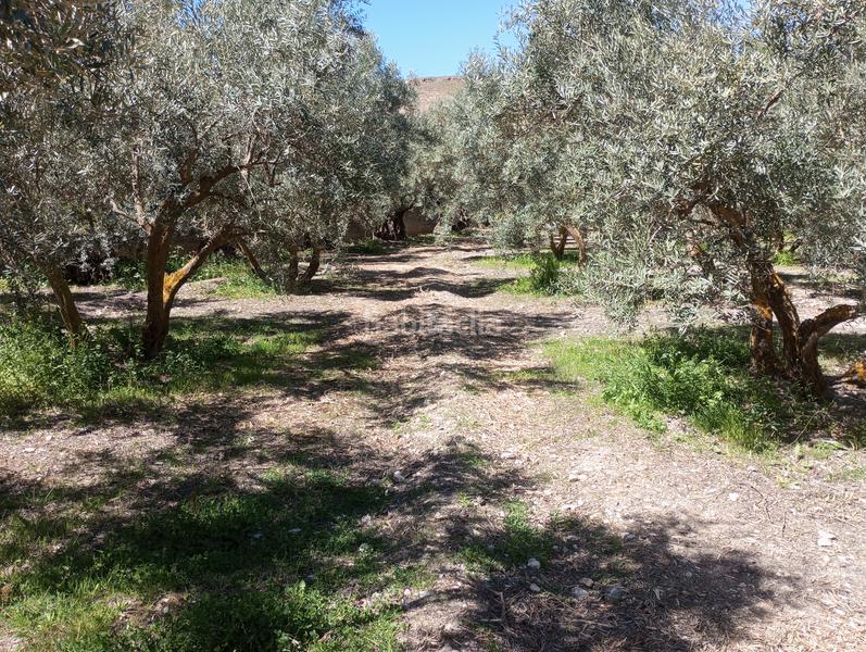 Foto 314cc126-b078-4e2d-bd1f-4b83d014de5c. Finca rústica olivos riego fuentezuelas en Baza