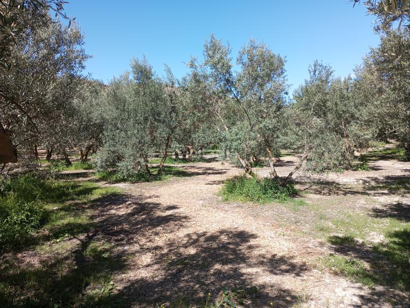 Foto 39314a50-a10b-4e9c-be7a-84dea5a14571. Finca rústica olivos riego fuentezuelas en Baza