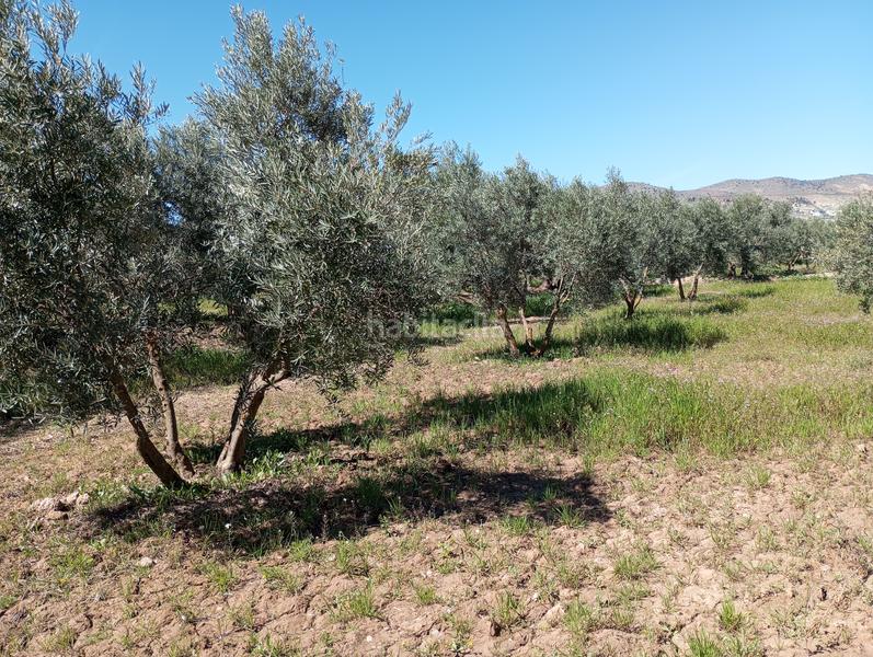 Foto 616ce37b-e7bf-4a5e-a284-8c2a0549d7b9. Finca rústica olivos riego fuentezuelas en Baza