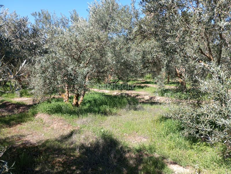 Foto 7ab9d336-351d-40a0-9608-bcce29a2f678. Finca rústica olivos riego fuentezuelas en Baza