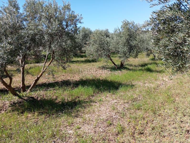 Foto 9be1806b-c190-4531-9df0-a9951d43bc9f. Finca rústica olivos riego fuentezuelas en Baza