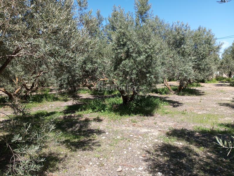 Foto a5c84e45-0dac-4499-bf16-ebd795a555df. Finca rústica olivos riego fuentezuelas en Baza