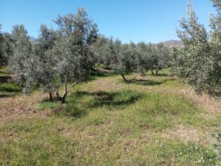 Finca rústica  Carretera de caniles. Olivos en zalema