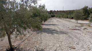 Finca rústica a Calle huerta de las bolas 22. Almendros y olvios