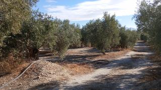 Finca rústica a Baza. Olivos con nave