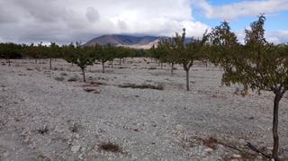 Finca rústica a N/a. Almendros y olivos