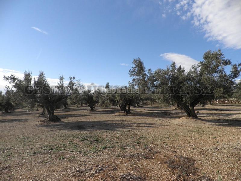 Foto 9d37c900-fc29-42ab-9fc4-17ff4b33a405. Terrain résidentiel dans Mas de Barberans