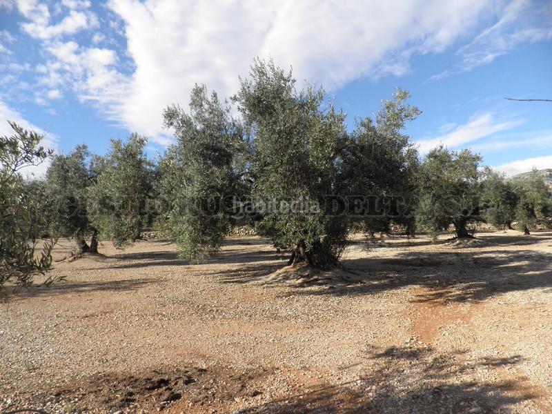 Foto ea198f8e-4d32-4986-bc13-45050e4a5659. Terrain résidentiel dans Mas de Barberans