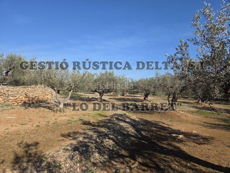 Foto 4d58c75c-9d9c-4138-8cf8-8e230f8178f2. Masia a Ampolla (L´)