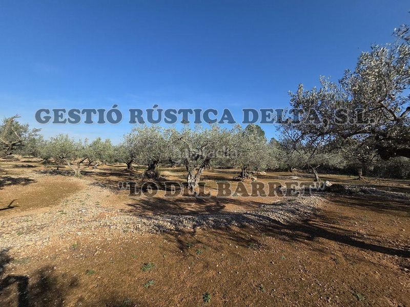 Foto 85742d19-ecb5-4d3f-9807-a09ccb4daca4. Masia a Ampolla (L´)
