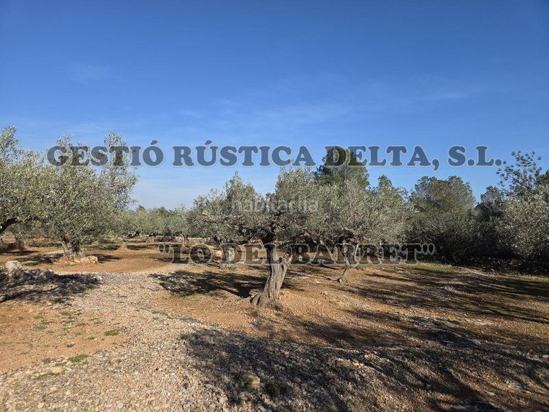Foto a59786b6-d19c-4c4b-8311-2d7fdfdd095e. Masia a Ampolla (L´)