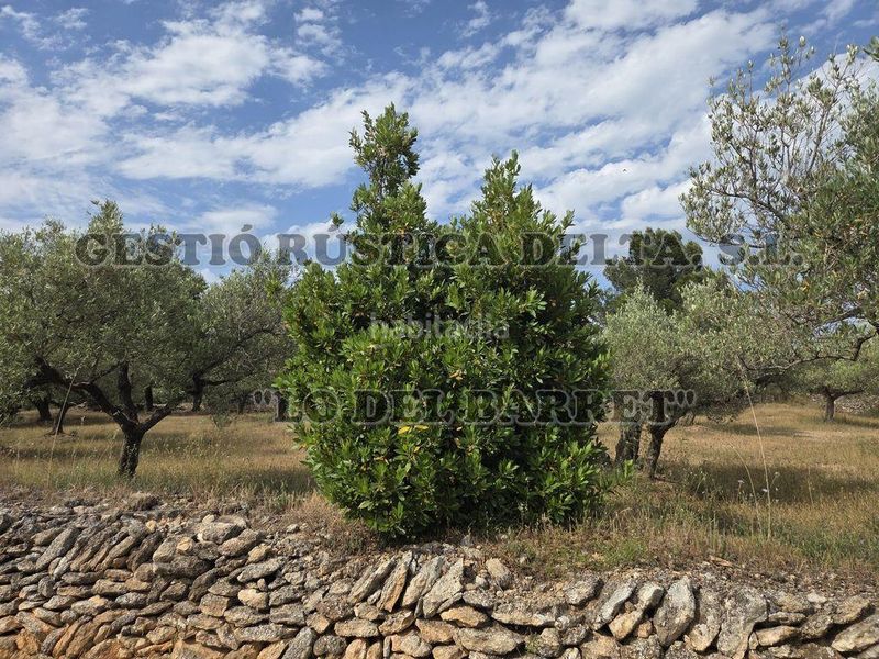 Foto 4dea59f5-d204-4713-94e1-77903d65aaf8. Masia amb aparcament a Perelló (El)