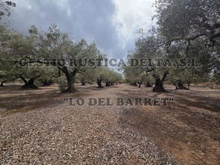 Finca r�stica  Poligono 8. R�stica de olivos de 6.086m2 con posiblidad de hacer caseta de a