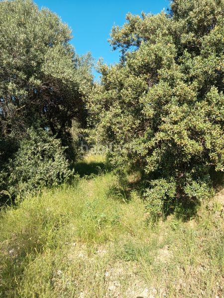 Foto a4c428cd-656d-459c-b571-678cf15375d7. Fondo rustico in Olesa de Montserrat