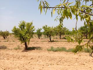 Finca rústica a Carrer de castelldans 15. Terreno llano rústico , agrario