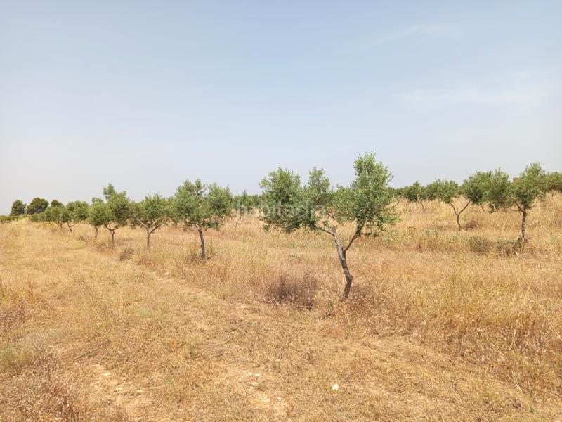 Foto fec12dd3-0ee0-42e2-aa4e-e064093c2bc1. Finca rústica a carrer de castelldans 15 a La Bordeta Lleida
