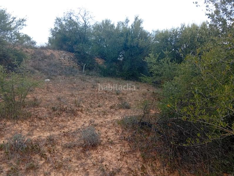 Foto 02755005-6f53-4a1f-9d61-f6981d5d0a43. Rural plot in Masroig (El)