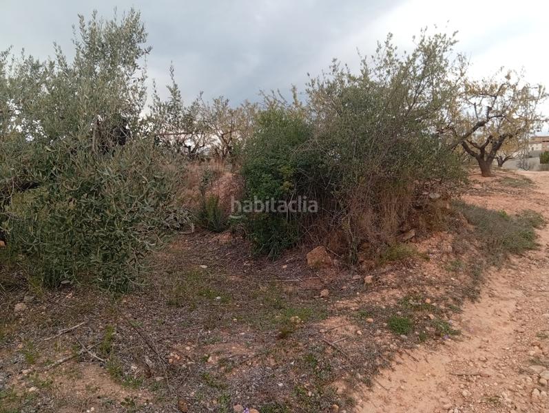 Foto 16a7ffcf-fc78-4854-aec8-f08fae9f5d19. Rural plot in Masroig (El)
