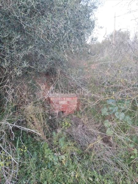Foto 1f280be1-a797-43e1-b136-f22511e37a33. Rural plot in Masroig (El)