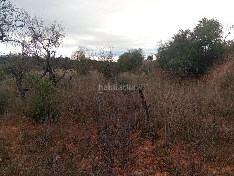 Foto 35fd41ff-d304-4f10-88dc-bcffc57eae91. Rural plot in Masroig (El)