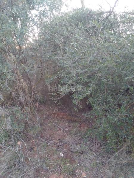 Foto 38100285-ac12-47af-94a7-744d91755170. Rural plot in Masroig (El)