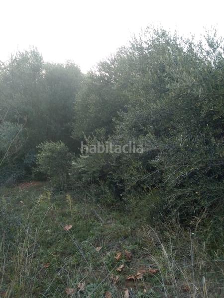Foto 3f999320-1898-4979-9f2d-b925fe40db38. Rural plot in Masroig (El)