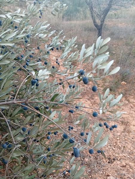 Foto 481278eb-65df-418d-a599-1bf86fb90bd4. Rural plot in Masroig (El)